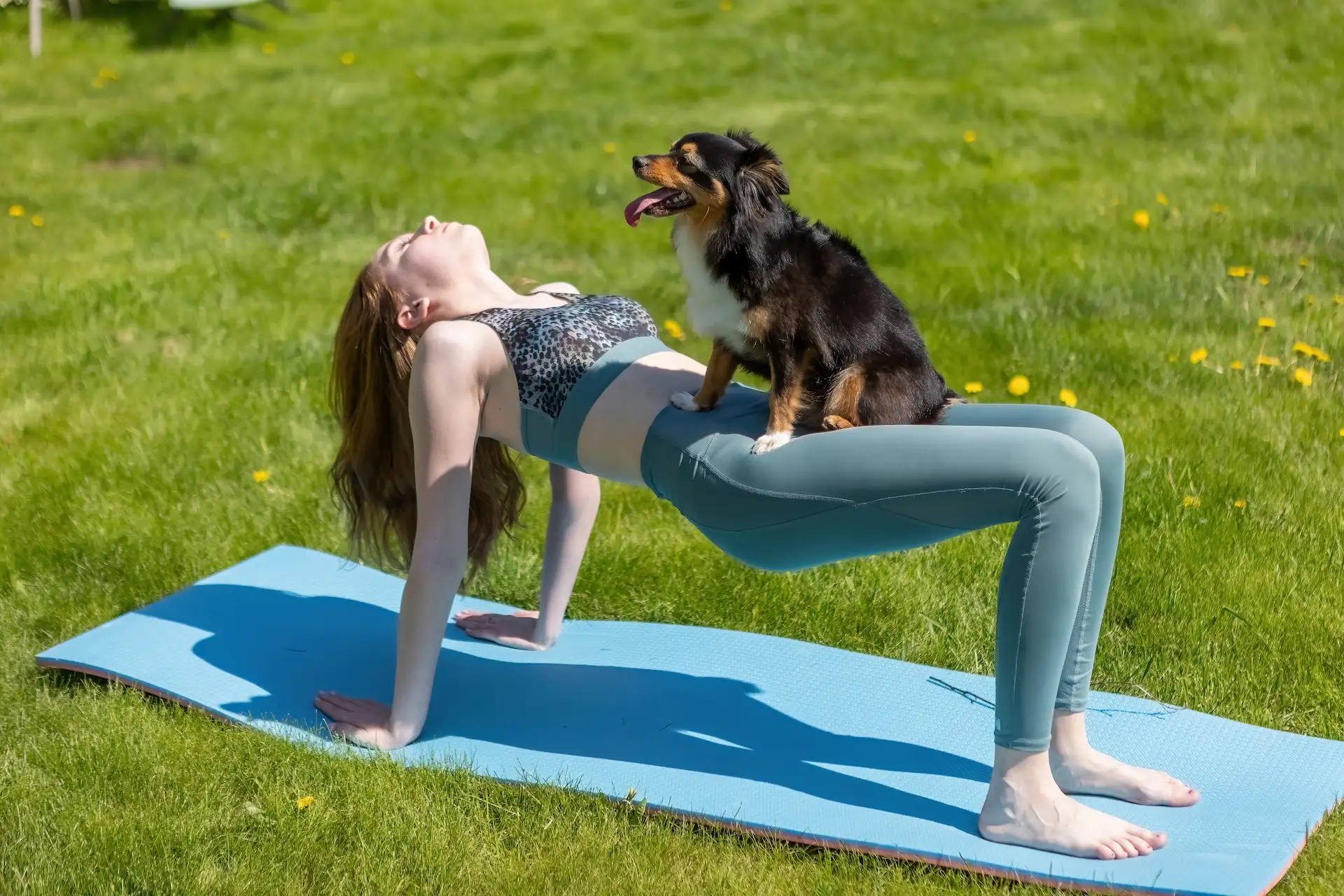 Dog yoga in nature